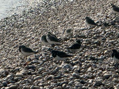 Sandlings and Small Auks on the beach at Winchelsea Beach with a bright shimmering sea behind them.