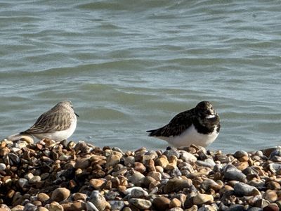 A Sandlings and a Small Auk share the beach together on the pebbles at Winchelsea Beach with a gently lapping sea behind them.