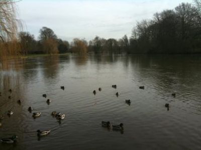 Ducks on the River Thames Medmenham.