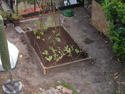 Raised bed with the first planting.