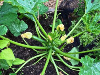 Our first harvest of courgettes on the way!.